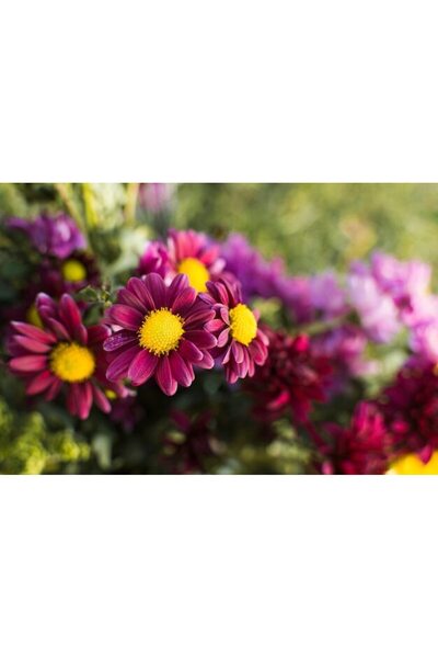 OEM Διακοσμητική επιτοίχια ζωγραφική με ξύλινο πλαίσιο, 33cm x 24cm, εικόνα 2550