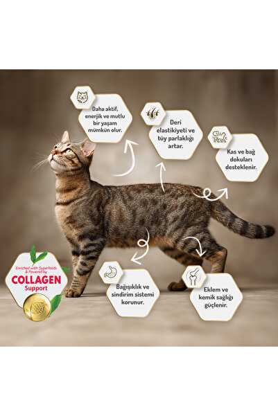 Felicia Somonlu Kısırlaştırılmış Kedi Maması 12 Kg