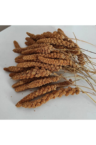 Kafes kuş Doğal Üretim Kızıl Dal Darı(500 GR.)