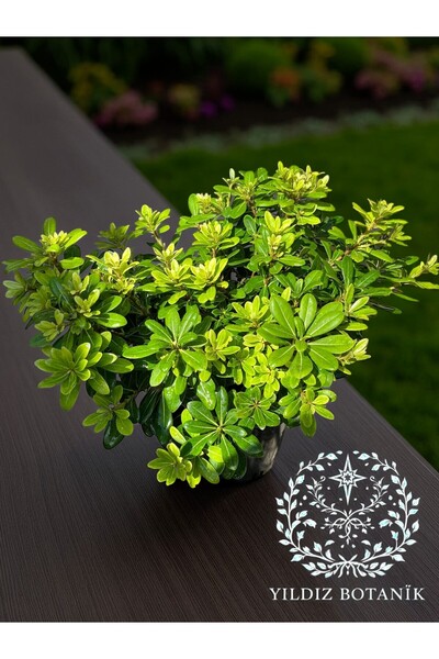 YILDIZ BOTANİK Bodur Pitos Yıldız Çalısı Bitkisi Pittosporum Tobira Nana Çiçeği Extra Form 30-40 CM