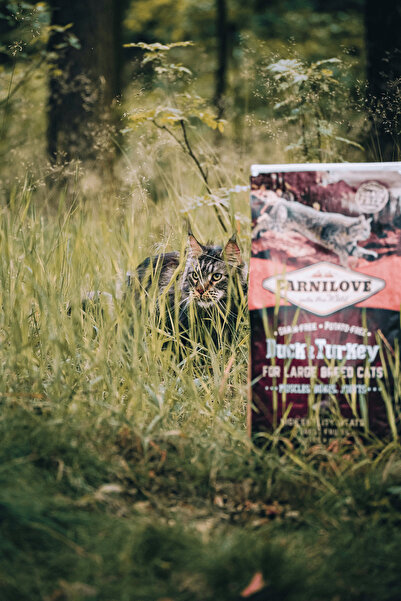 Carnilove Adult Cat Large Breed Duck & Turkey 2kg