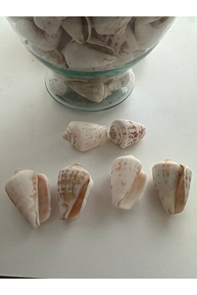 Aker Hediyelik Conidae Deniz Kabuğu 100gr Deniz Dekoratif Vazo Akvaryum Süsleme
