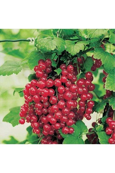 Genel Markalar Kırmızı Frenk Üzümü Fidanı 10-20 cm