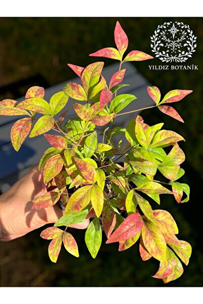 YILDIZ BOTANİK Renk Değiştiren Bodur Cennet Bambusu Çiçeği Nandina Fire Power 15-20 CM 1 ADET