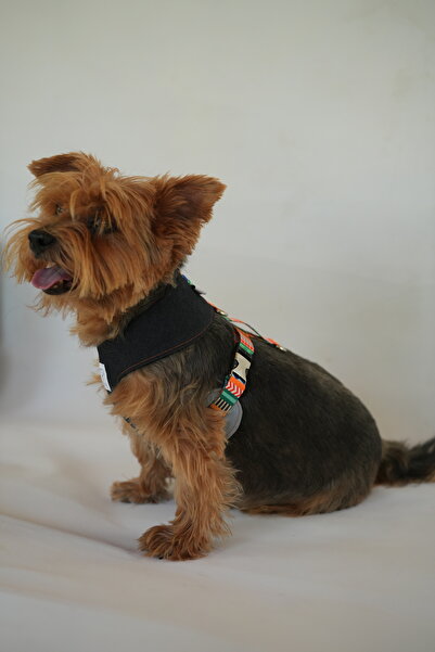 Oli and Lui La Festa Denim Köpek Göğüs Tasması