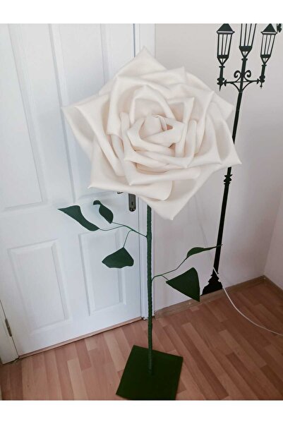 Rose bloome Dev gül eva ekru renk