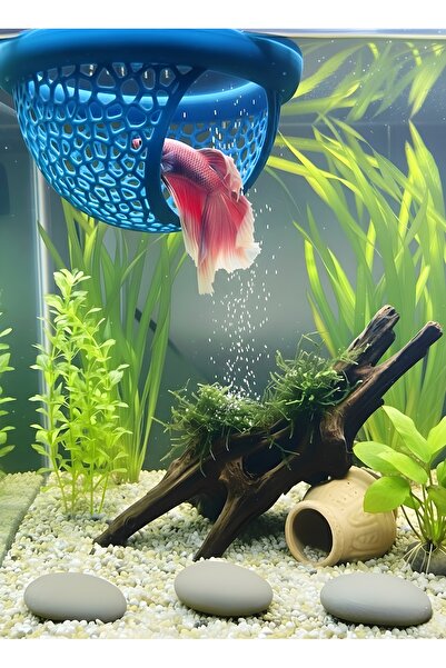 Akvaryum Mavi Beta Dinlenme Alanı Beta Yuvası Balık Yavrulugu Balık Yuvası