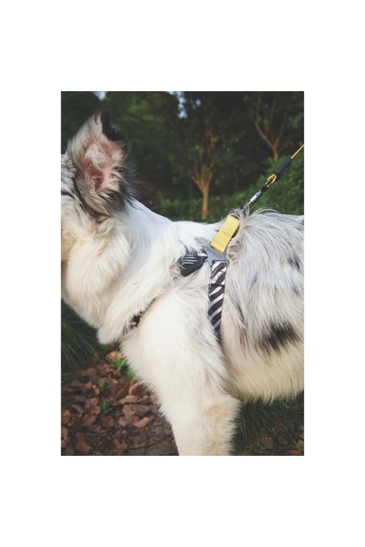M-PETS Wild Safari Harness (S)