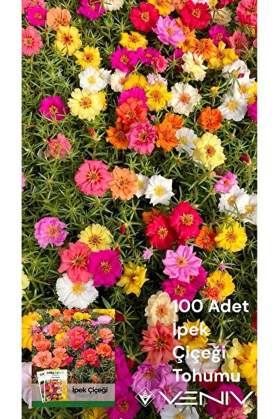 100 Silk Flower Seeds (Shellaqi) 2 Pack