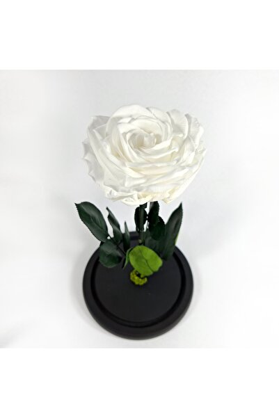 OEM Trandafir criogenat Premium in cupola de sticla, 25cm