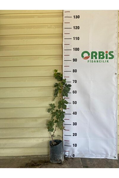 Orbis fidancılık Tarsus Beyazı (Topacık) Üzüm Fidanı – Sofralık , İri ve Aromatik Beyaz Üzüm