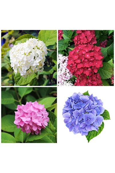 Nura Botanik Videolu 4 Adet Kırmızı,pembe,mor,beyaz Ortanca Çiçeği Fidanı 20-...