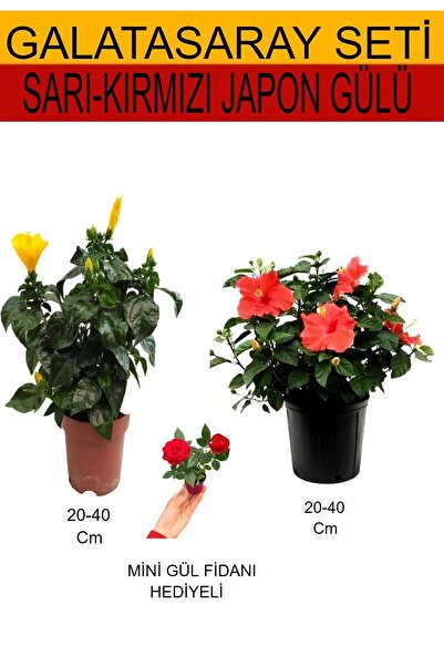 Nura Botanik 2'Li Takım Seti Sarı-Kırmızı Japon Gülü+Hediyelik Kırmızı Gül Fi...