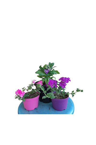 Nura Botanik 3'Lü Set 1 Adet Pembe Mine+1 Adet Mor Mine+1 Adet Mor Şebboy Çiçeği