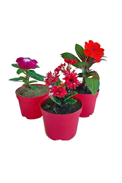 Nura Botanik 3'Lü Balkon Seti 1 Adet Mor Rozet+1 Adet Kırmızı Kalanşo+1 Adet ...