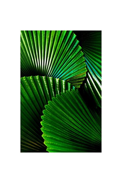 OEM Tapet premium pe pânză, Palmier Licuala Cordata, 250x400 cm