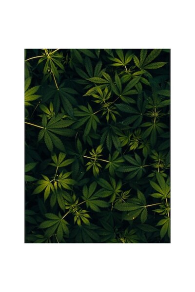 OEM Pictură pe pânză - Frunze de canabis, 100x70 cm