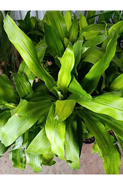 Yades Servet Bitkisi / Dracaena (Draçena) Fragrans Massengana / 80-100 cm / 2 Kollu / Sevilen Bitki