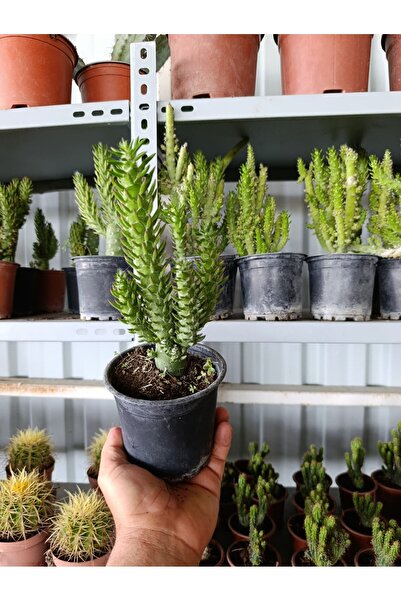 Yades Opuntia Subulata Kaktüs Büyük Boy 10,5cm Saksıda