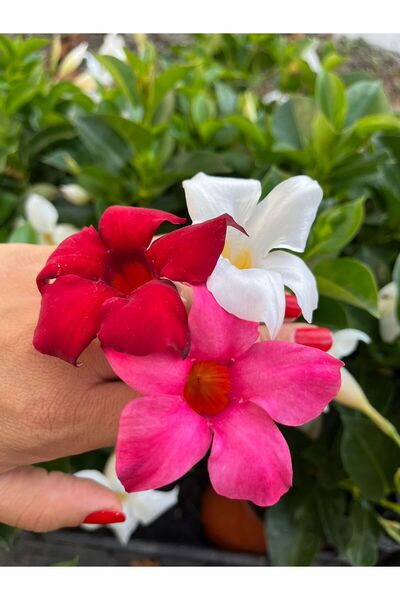 nazlı çiçekçilik Mandevilla Sundevilla Beyaz Renk Dolgun Form