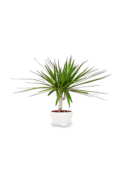 Belora Dracaena marginata, indoor plant H 45 cm
