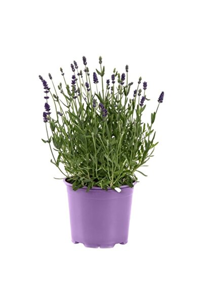Belora Fragrant and decorative lavender, H 40 cm