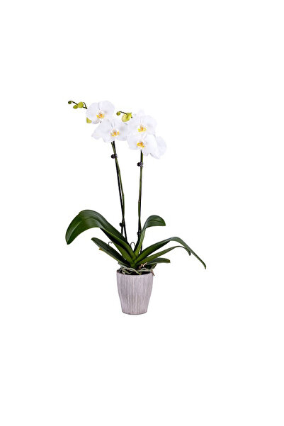 Belora Orchid Phalaenopsis Alb, H 50-60cm