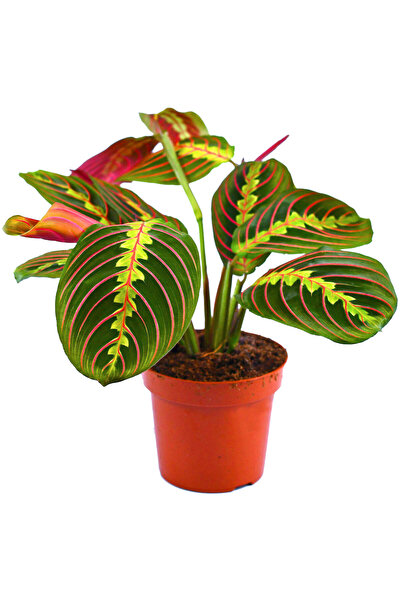 Belora Maranta leuconeura, Prayer Plant H 40cm