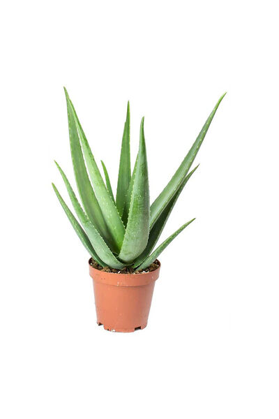Belora Natural Aloe Vera Plant - Dixiestore, 40 cm