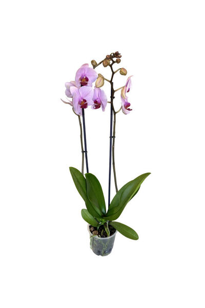 Belora Orchid Phalaenopsis Rose, H 50-60cm