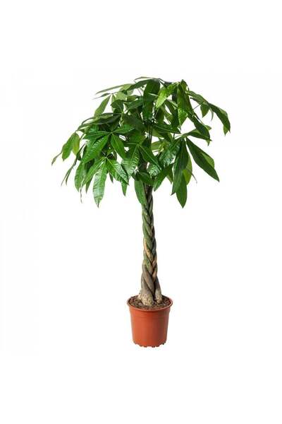 Belora Money Tree Pachira Aquatica, Braided Stem - 40-50 cm