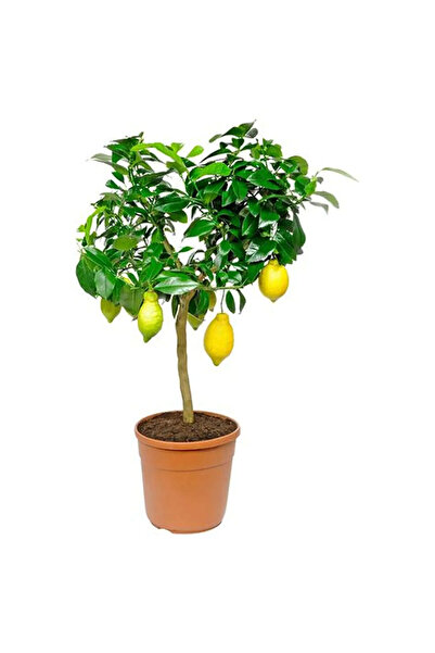 Belora Citrus Lemon, pot 5 L, H 60-80 cm