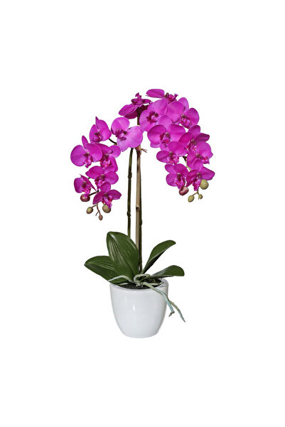 Belora Orchid Phalaenopsis Purple, H 50-60cm