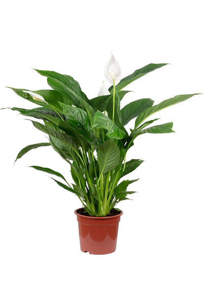 Belora Peace Lily, Spathiphyllum, H50 cm