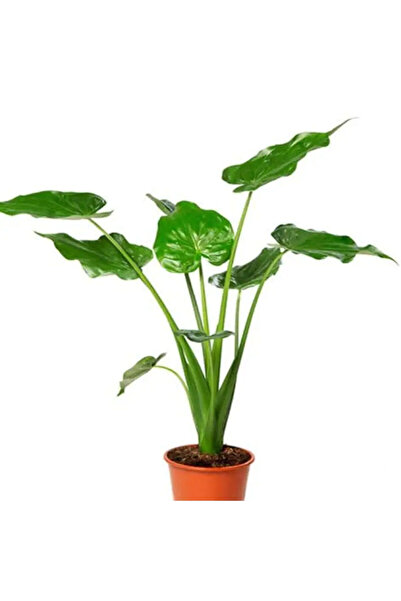 Belora Alocasia Macrorrhiza plant, large leaves, H 110-120
