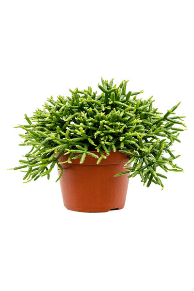 Belora Natural plant Rhipsalis burchellii, H 25cm