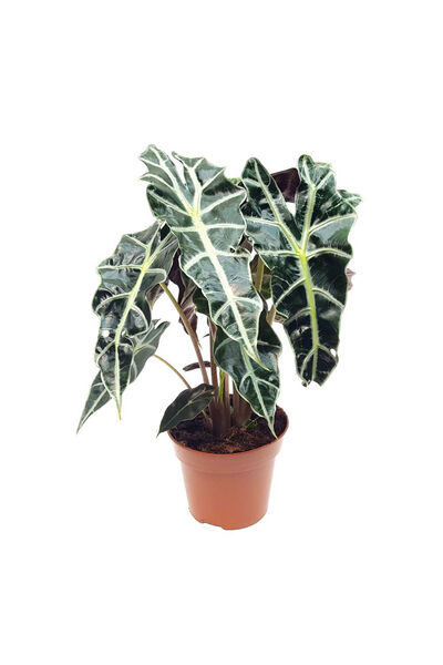 Belora Alocasia polly plant, Elephant Ear, H 40cm