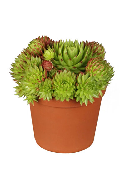 Belora Succulent Sempervivum tectorum, a natural plant