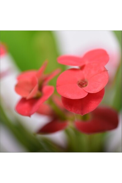 Mimoza Eforbia Dikenler Tacı Kırmızı 10-20 cm