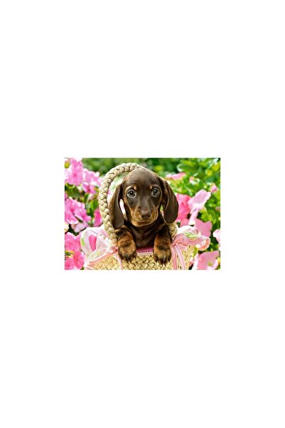 Castorland Puzzle - Cute Dachshund, 260 piese