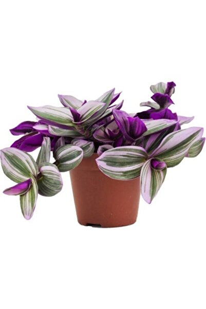 Mimoza Tradescantia Nanouk Pembe Telgraf Çiçeği 10-20 cm