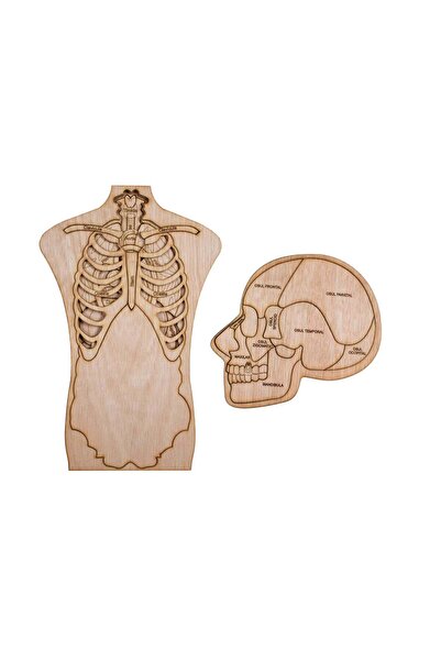 OEM Puzzle din lemn Personalizabil, Corp si Craniu Uman Multistrat - Corp Uman Multistrat