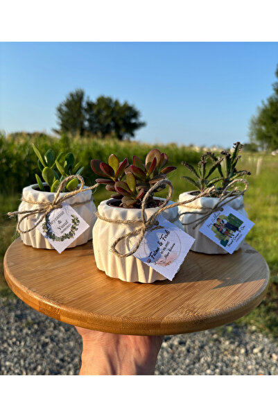 İvgen Çiçekçilik Beton Saksıda Hediyelik Sukulent (15 ADET)