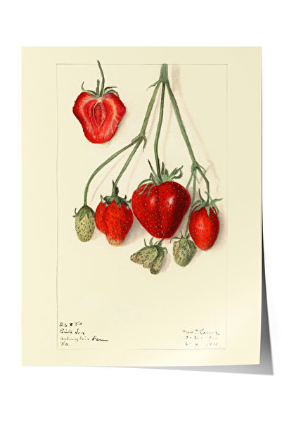 Zestia Plakat bez okvira, skica crvene jagode, poster za dekoraciju kuhinje b...