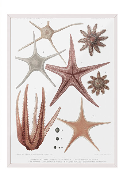 Zestia Tablou înrămat alb, ilustrație cu stele de mare și scoici, poster deco...