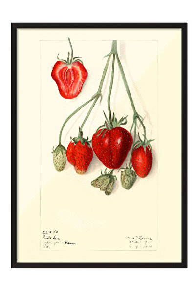 Zestia Tablou înrămat negru, Schiță cu căpșuni roșii, Poster decorativ pentru...