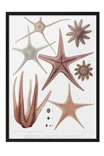 Zestia Tablou înrămat negru, ilustrație cu stele de mare și scoici, poster de...