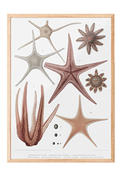 Zestia Tablou cu ramă din lemn, ilustrație cu stele de mare și scoici, poster...