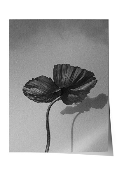 Zestia Poster fără ramă, floare de mac minimalistă alb-negru, poster decorati...