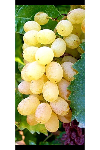 EVİM BAHÇEM Üzüm Fidanı (SAKSILI) Asma Fidanı 2 yaş Tatlı iri Meyveli Üzüm Fi...